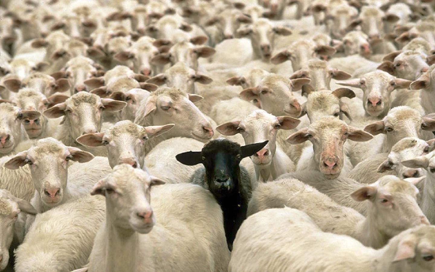 The black sheep hurtbylove